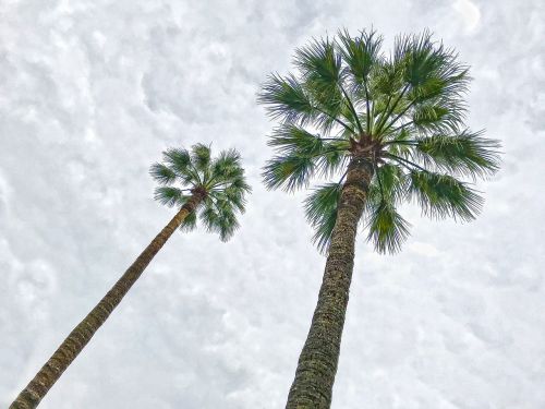 palm trees saint tropez france