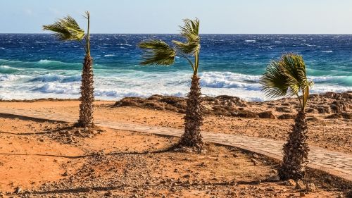 palm trees wind sea