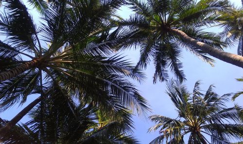 palm trees sky nature