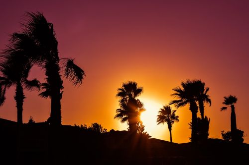 palm trees sunset colors