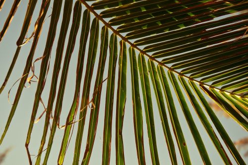 palm trees tropical wood