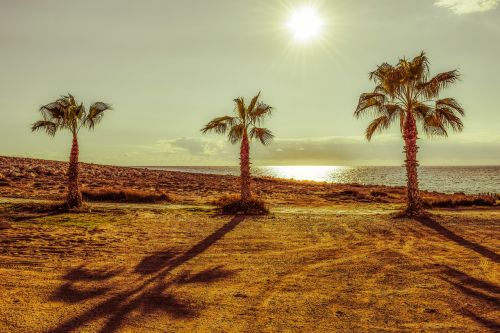 palm trees sun sunlight