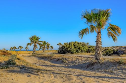 palm trees nature sand