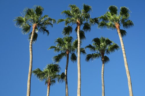 palm trees  blue sky  palm