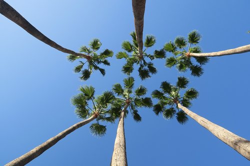 palm trees  blue sky  palm
