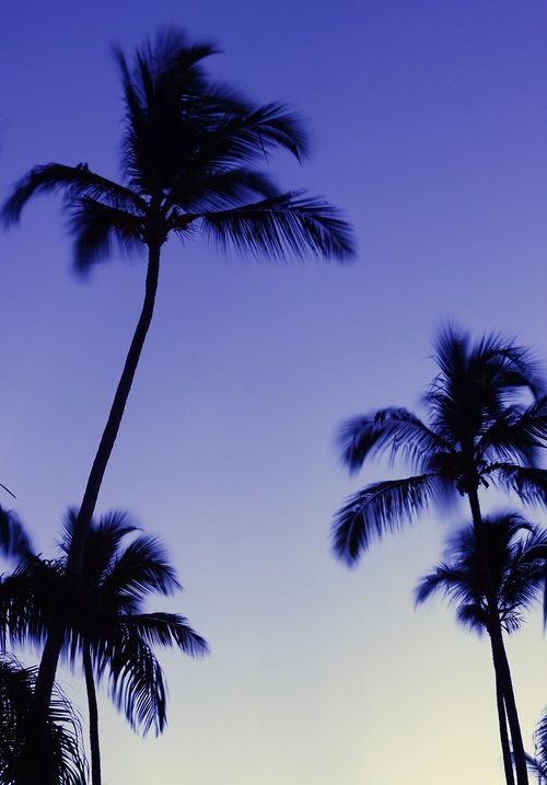 palm trees  evening