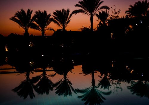 palm trees mirroring pool