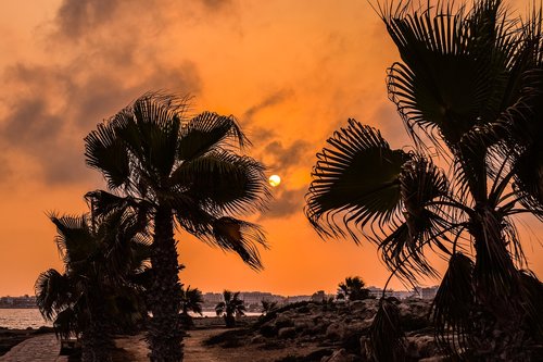 palm trees  sunset  sun