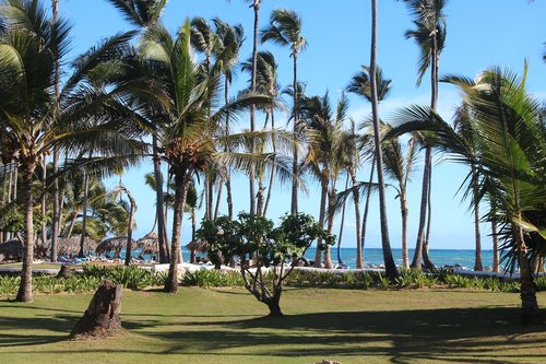 palm trees  sky  sea