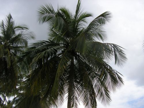 palm trees sky scenery