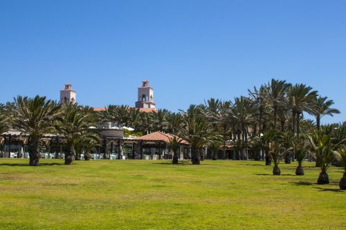 palm trees park tropical