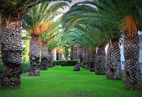 palm trees  tree  summer