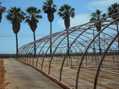 palm trees old greenhouses greenhouses