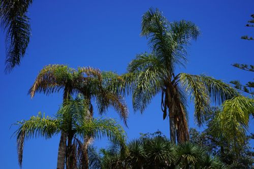 palm trees tree palm tree