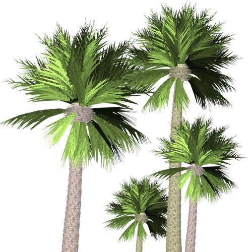 palm trees  transparent  nature