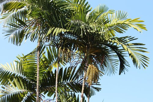 palm trees  sky  summer