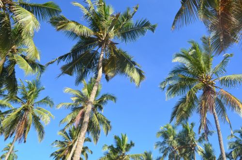 palm trees palms tropical