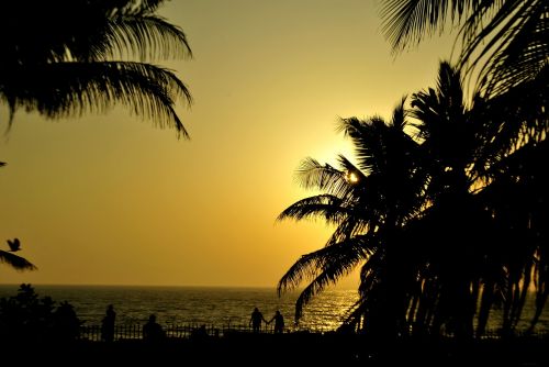 palm trees sunset silhouettes