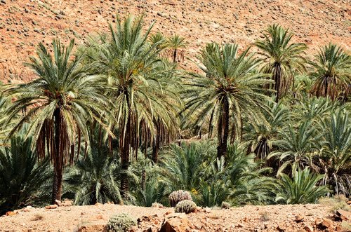 palm trees  morocco  marrakech