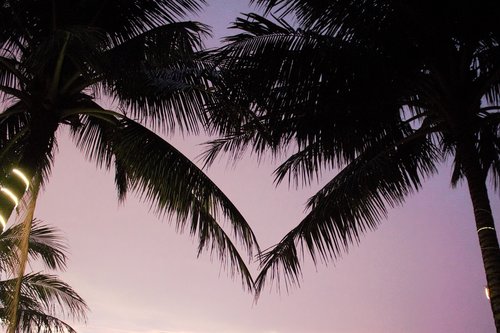 palm trees  love  romantic