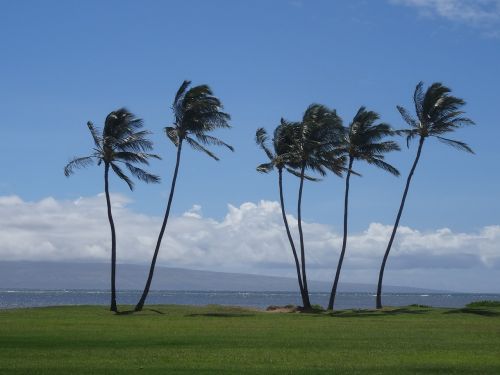 palm trees hawaii holiday