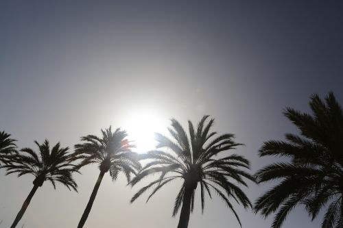 palm trees palm beach