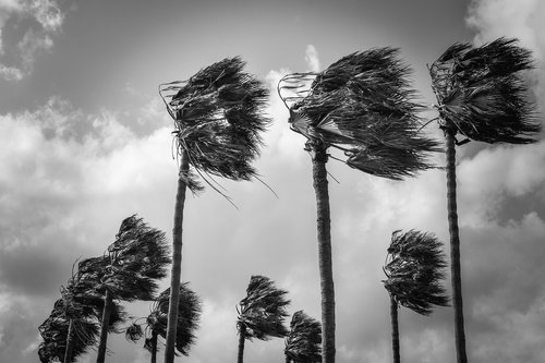 palm trees  wind  windy