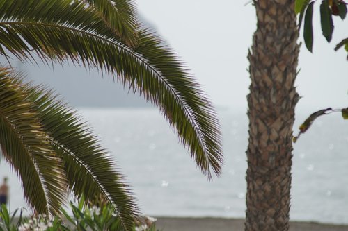 palm trees  sea  vacations