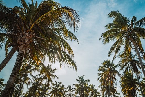 palm trees  coconut  bio