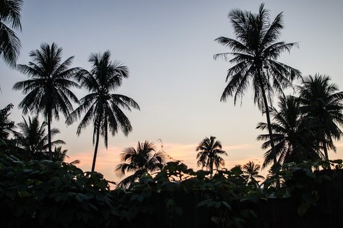 palm trees  paradise  horizon