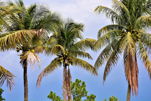 palm trees  coconut trees  coconuts