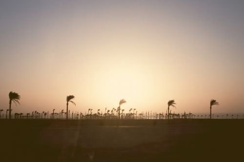 palm trees beach wind