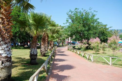 palm trees holidays holiday