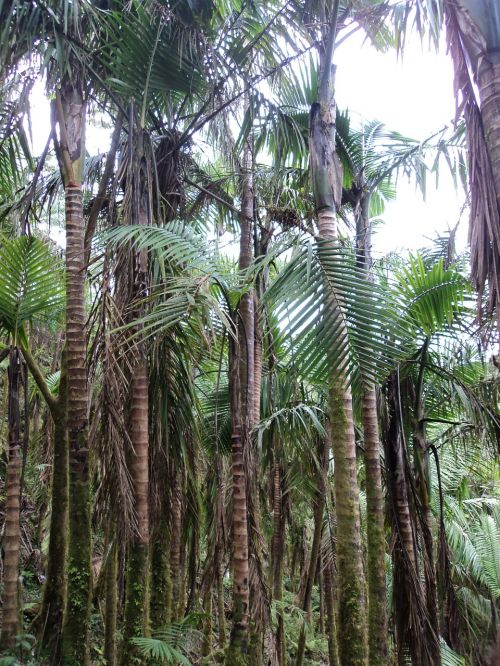 palm trees tropical palm