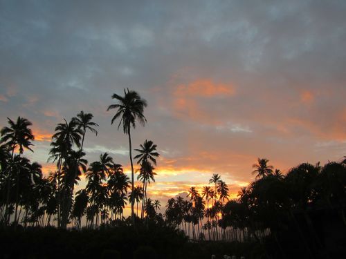 palm trees hawaii ocean