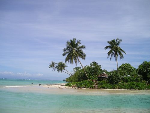 palm trees beach beautiful beach