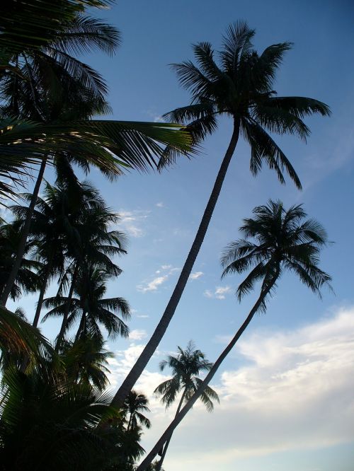 palm trees background tropics