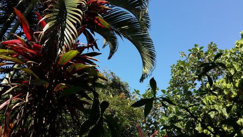 palm trees tree sky