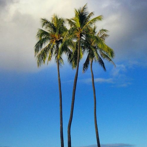 palm trees palm nature