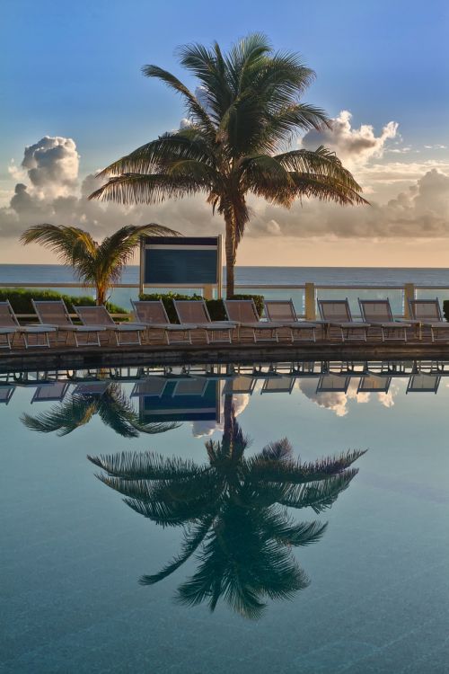 palm trees tree caribbean