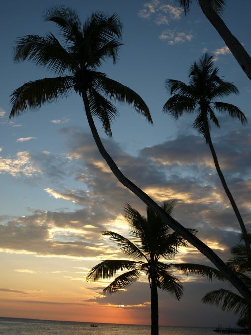 palm trees nature caribbean