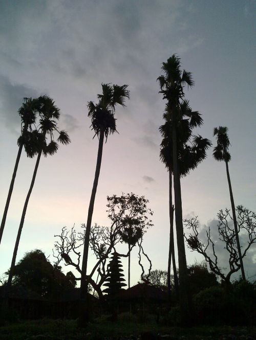 palm trees bali saba beach