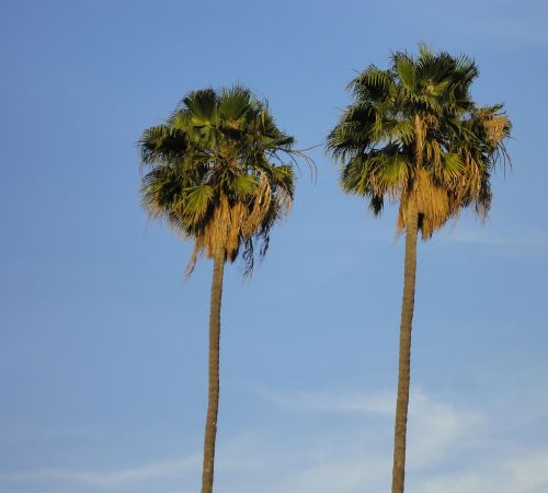 palm trees tropical trees
