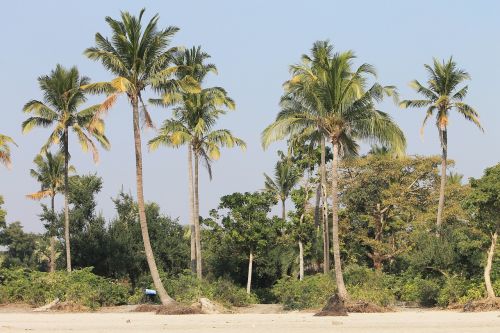 palm trees beach tropical