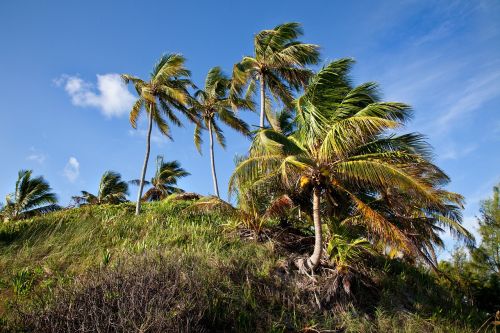 palm trees island wind