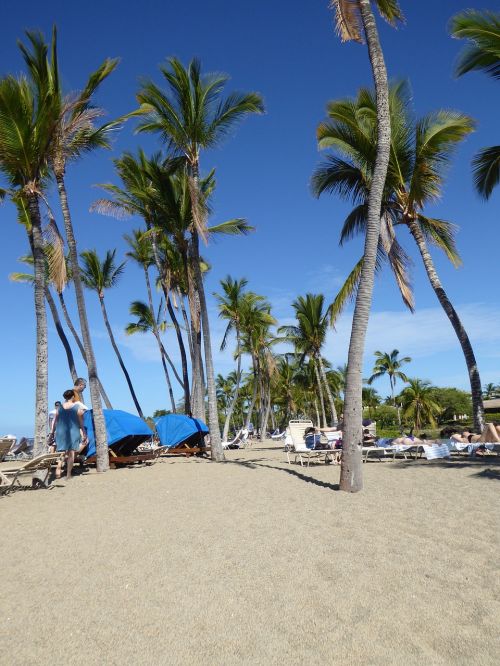 palm trees hawaii holiday