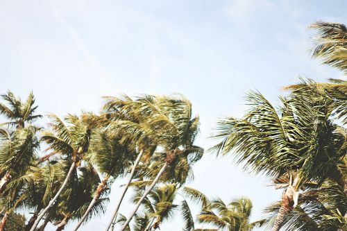 palm trees sky tropical