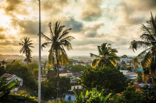 palm trees tropical houses