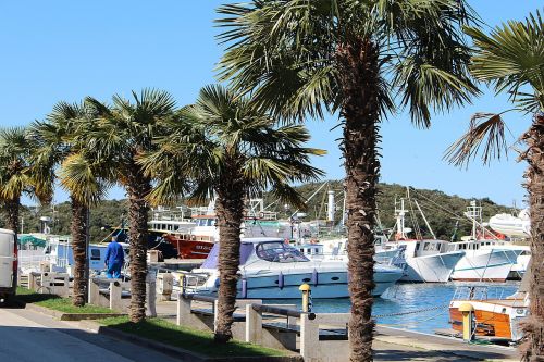 palm trees harbor promenade ships