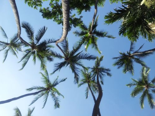 palm trees hawaii sky